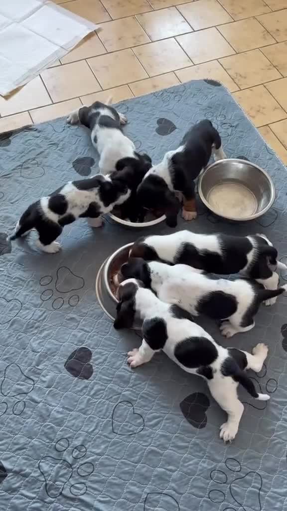 Bassethound cani in vendita: Cucciolata Bassethound  a Città metropolitana di Milano - Video 3