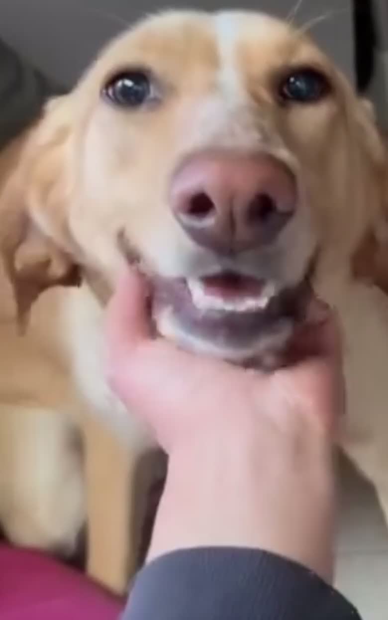 Meticcio cani in regalo: Rosy splendida giovane simil Segugio cerca casa - Video 1