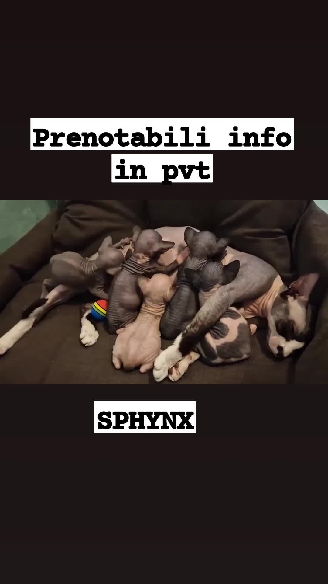 Sphynx gatti in vendita: Sphynx - Video 1