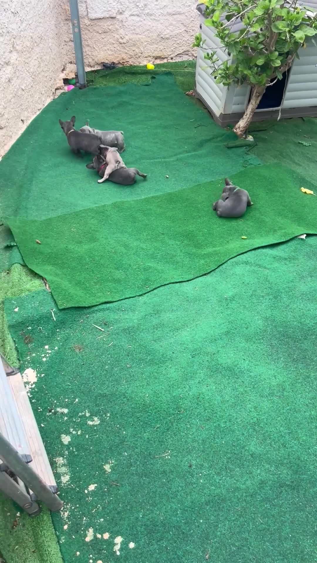 Bulldog Francese cani in vendita: Cuccioli bulldog francese esotici  a Libero consorzio comunale di Siracusa - Video 1