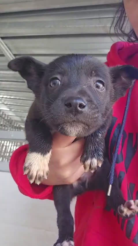 Meticcio cani in regalo: Lipari: 2 mesi taglia contenuta - Video 1