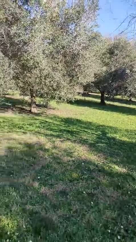 Meticcio cani in regalo: LUCKY Cotone adora le persone dinamiche - Video 1