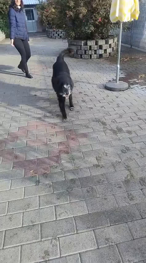 Meticcio cani in regalo: RINGO PASTORE SCOZZESE - Video 2