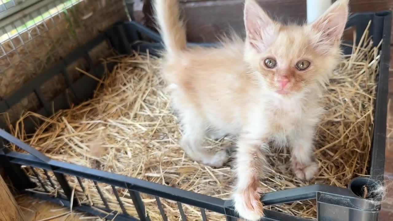 Maine Coon gatti in vendita: Maine coon con difetto prezzo simbolico  - Video 2
