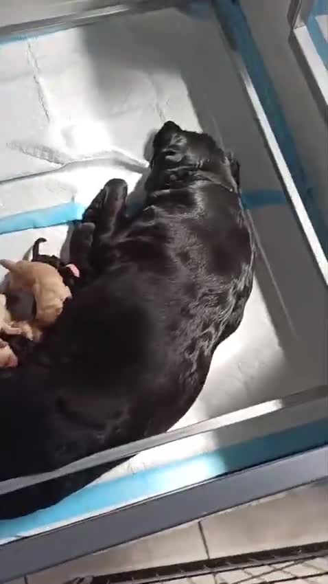 Labrador cani in vendita: Cuccioli di Labrador retriever neri e gialli - Video 1