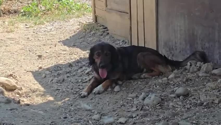 Meticcio cani in regalo: Aron 2anni(la mamma èSetter)in canile da sempreSUD - Video 1