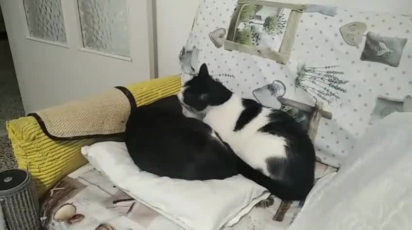 Europeo gatti in regalo: Micha e Rainbow hanno bisogno di una nuova casa! - Video 1