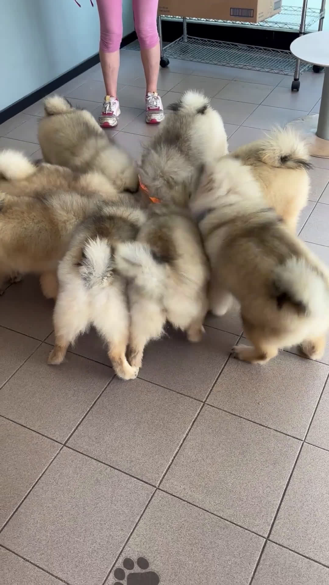 Wolfspitz cani in vendita: Cuccioli Wolfspitz/Keeshond a Provincia di Como - Video 1