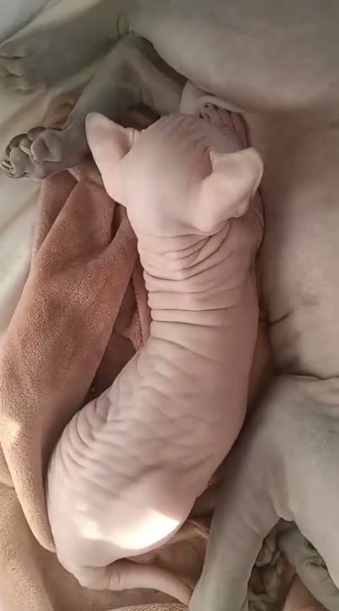 Sphynx gatti in vendita: Cuccioli di SPHYNX con PEDIGREE  - Video 1