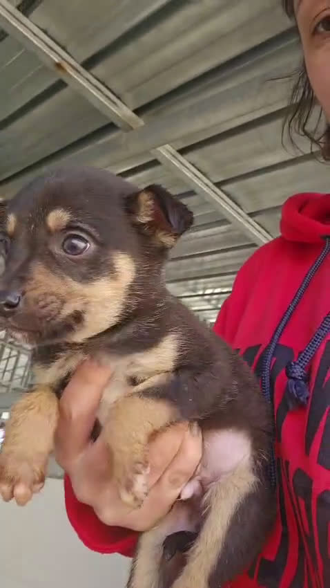 Meticcio cani in regalo: Giglio: 2 mesi taglia contenuta  - Video 1