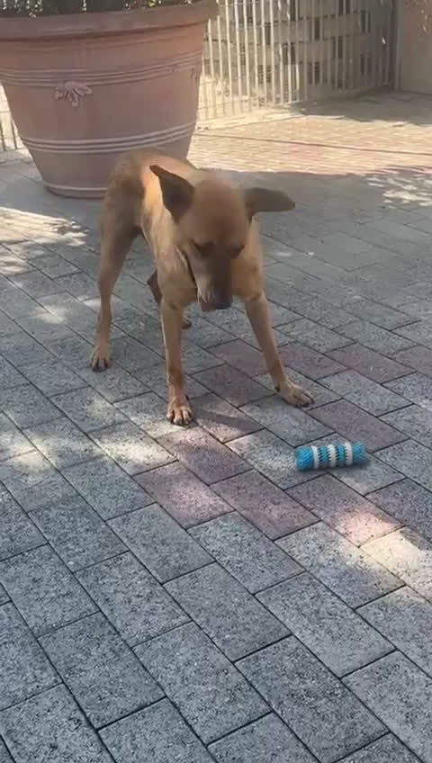 Meticcio cani in regalo: ARGO LUPETTO - Video 1