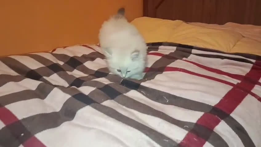 Siberiano gatti in vendita: Siberiani Neva Masquerade  - Video 1