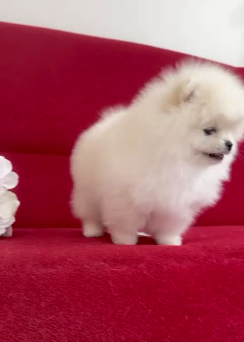 Volpino Pomerania cani in vendita: Femmine di Pomerania - Video 2