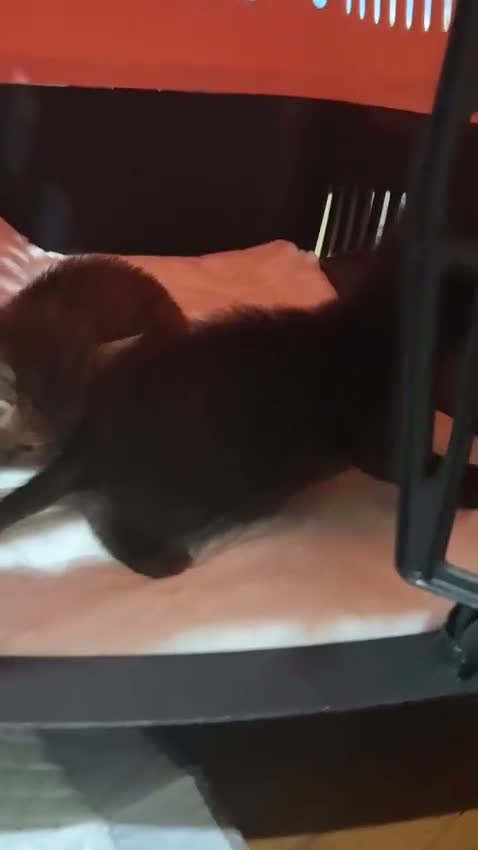 Europeo gatti in regalo: Coppia di gattini fratellini maschio e femmina  - Video 2