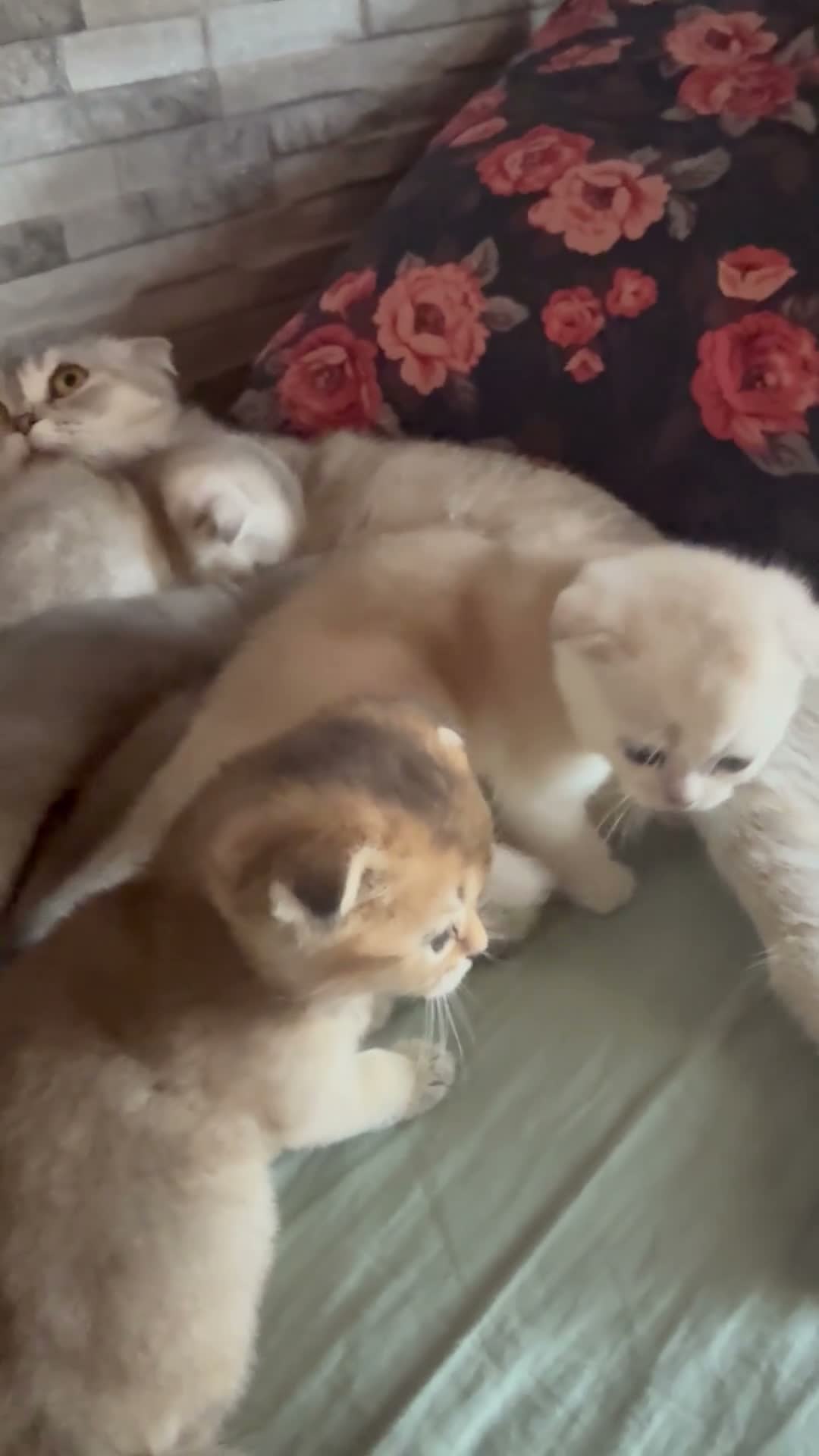 Scottish gatti in vendita: Cuccioli di Scottish Fold - Video 1