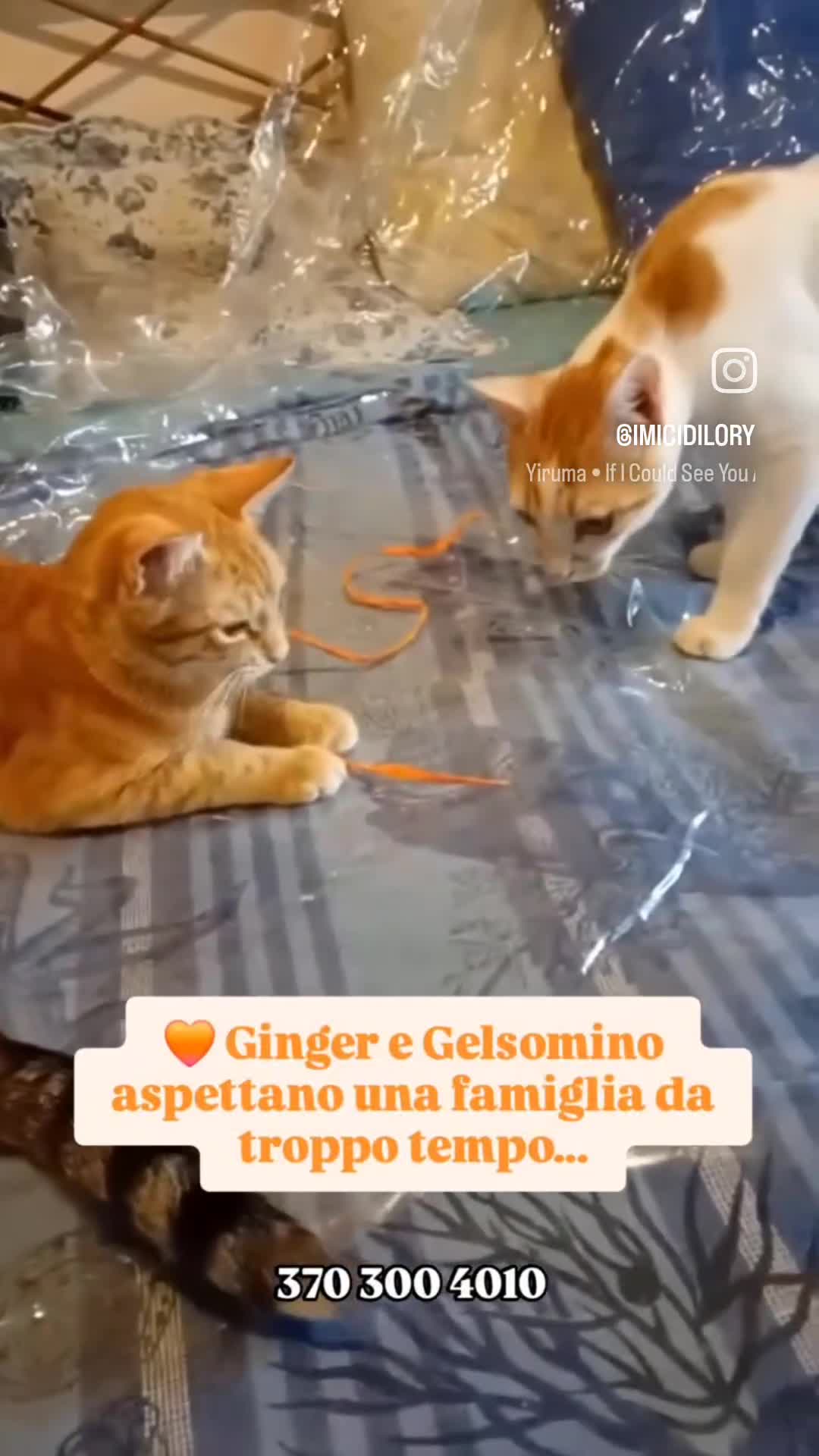 Europeo gatti in regalo: Ginger & Gelsomino, adozione singola o di coppia - Video 1