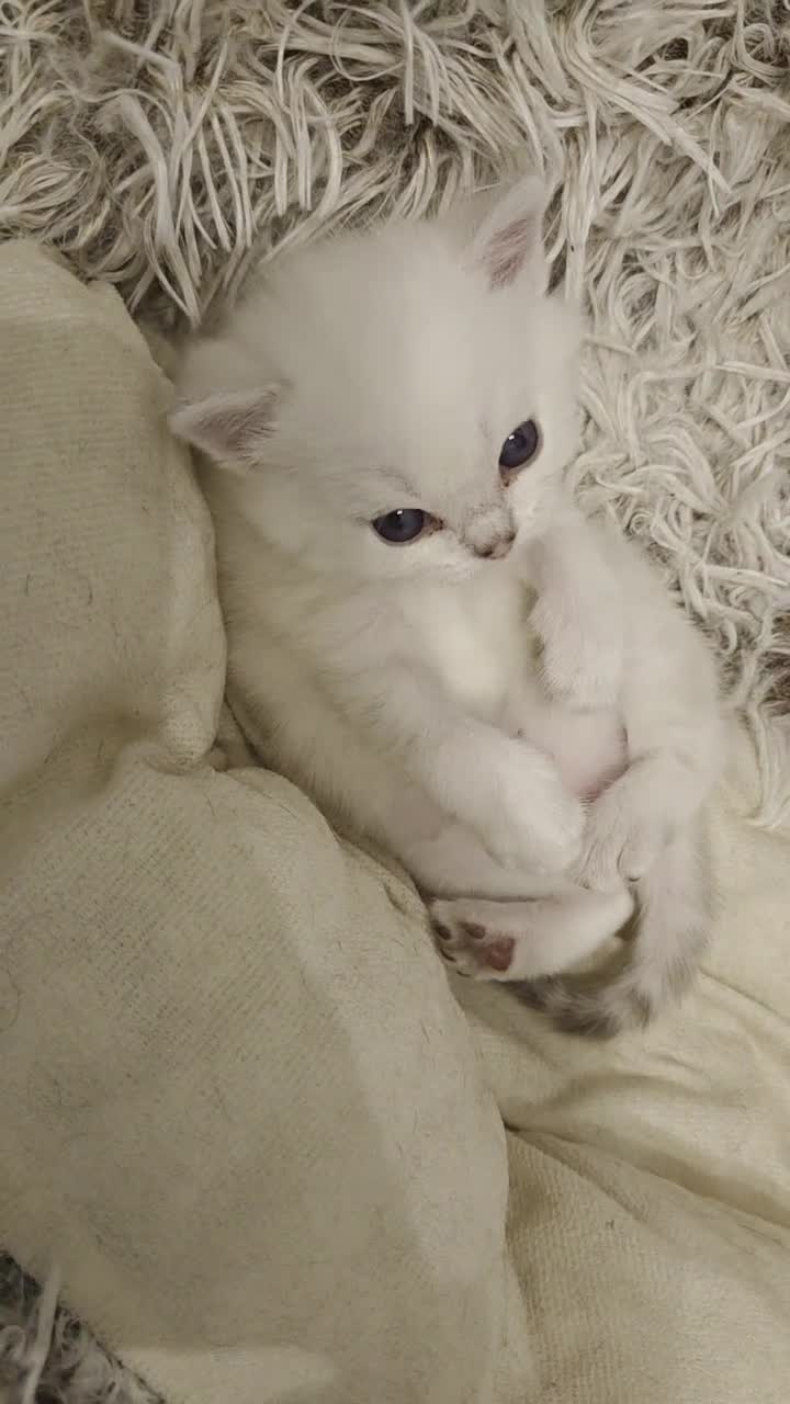 Scottish gatti in regalo: Micini scottish molto uniti  a Provincia di Bergamo - Video 1