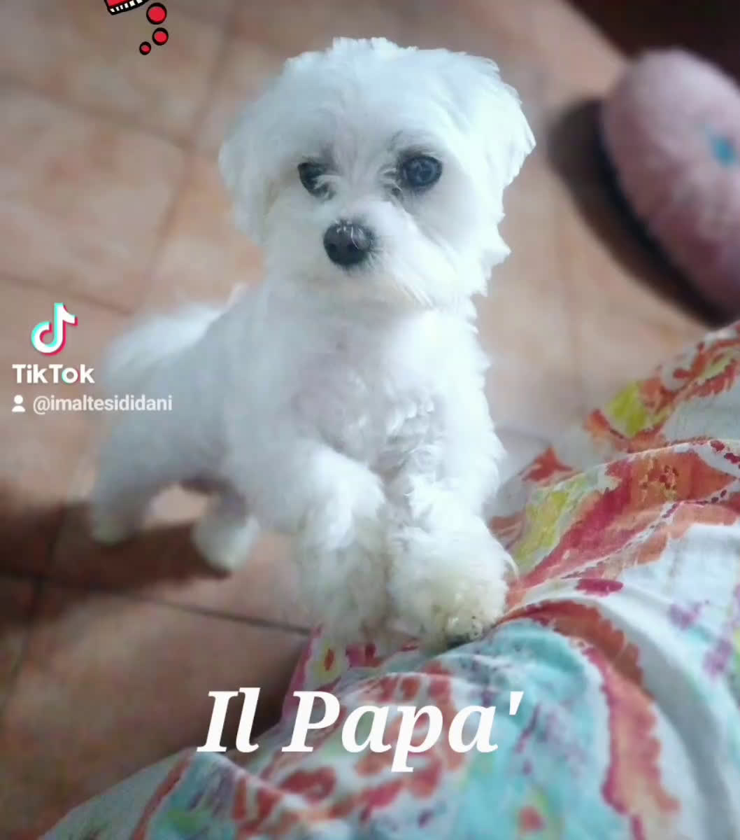Maltese cani in vendita: Cuccioli di Maltese allevati in famiglia con amore - Video 1