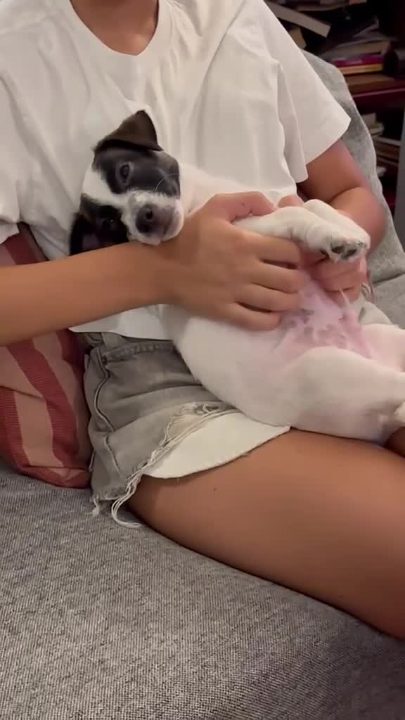 Jack Russell cani in vendita: 𝕊𝕋𝕌ℙ𝔼ℕ𝔻𝕀 ℂ𝕌ℂℂ𝕀𝕆𝕃𝕀 𝕁𝔸ℂ𝕂 ℝ𝕌𝕊𝕊𝔼𝕃𝕃 a Città metropolitana di Roma Capitale - Video 3