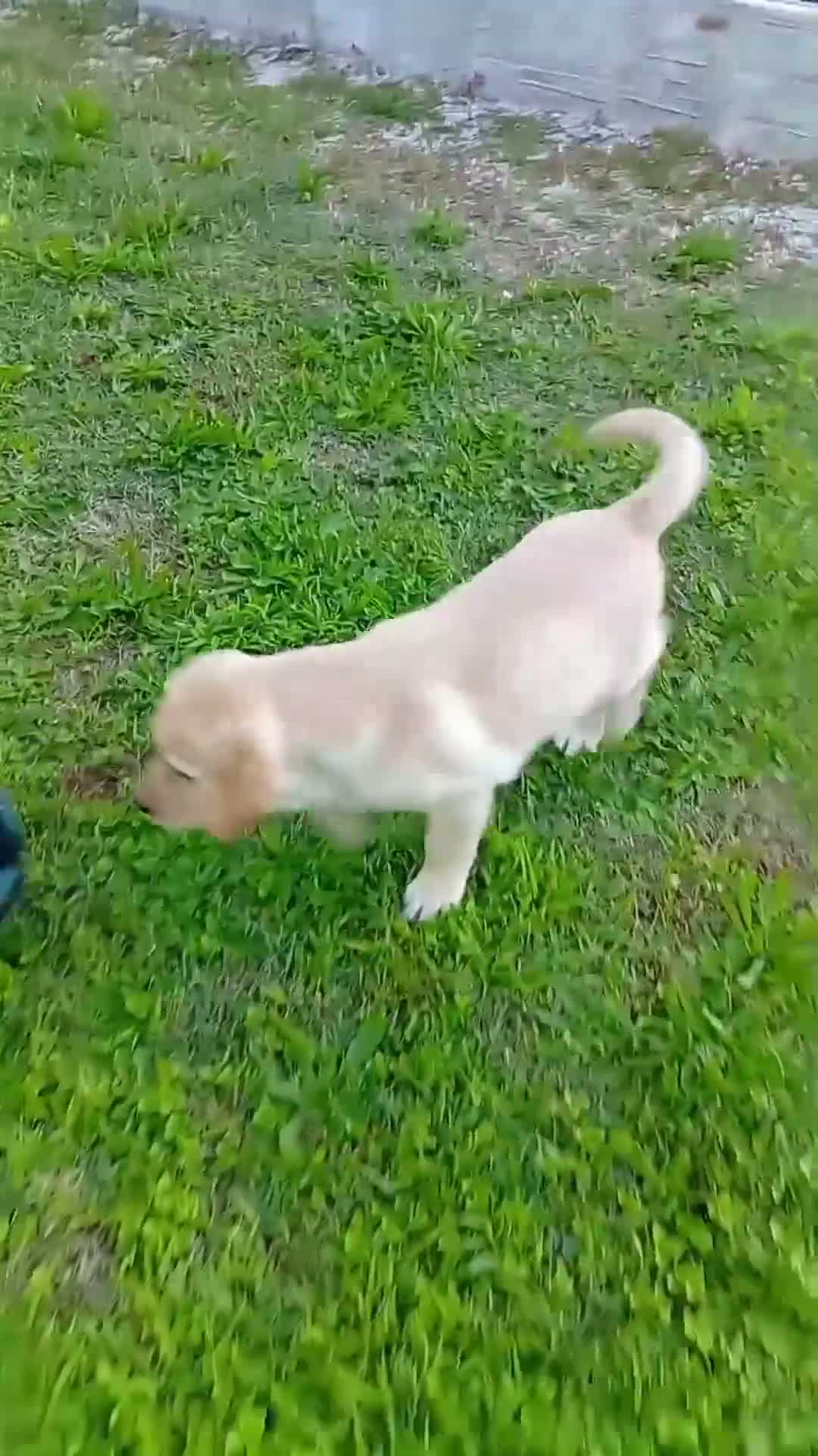 Labrador cani in vendita: Labrador Retriever Cuccioli con pedigree  - Video 2