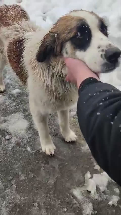 Meticcio cani in regalo: CUCCIOLO METICCIO 6 MESI a Provincia di Avellino - Video 1