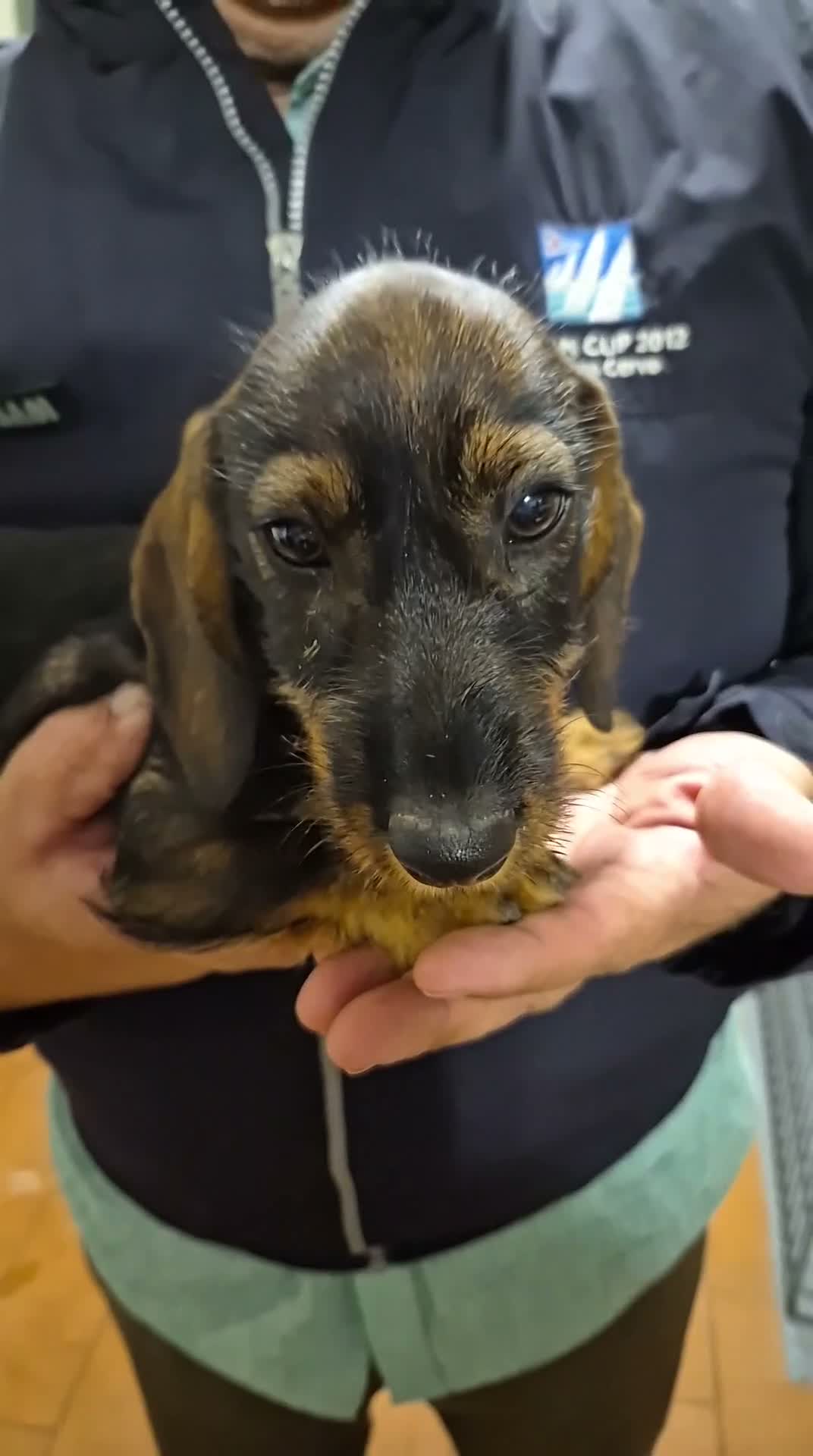 Bassotto Nano cani in vendita: Bassotta nana pelo duro a Provincia di Viterbo - Video 1