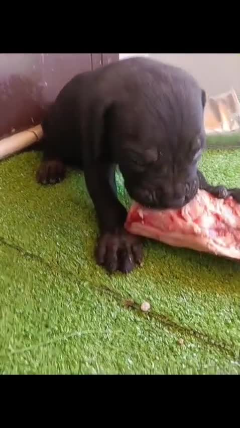 Cane Corso cani in vendita: Vendesi cuccioli cane corso Frosinone  - Video 1