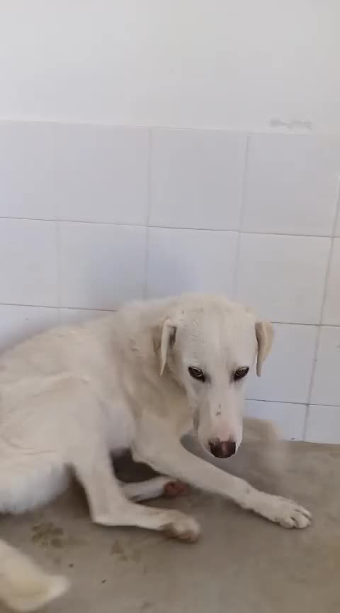 Meticcio cani in regalo: RADJA  - Video 1