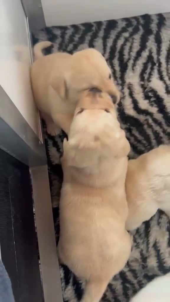 Labrador cani in vendita: Splendida cucciolata di Labrador Retriever - Video 1