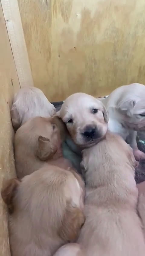 Golden Retriever cani in vendita: Golden Retriver  - Video 3