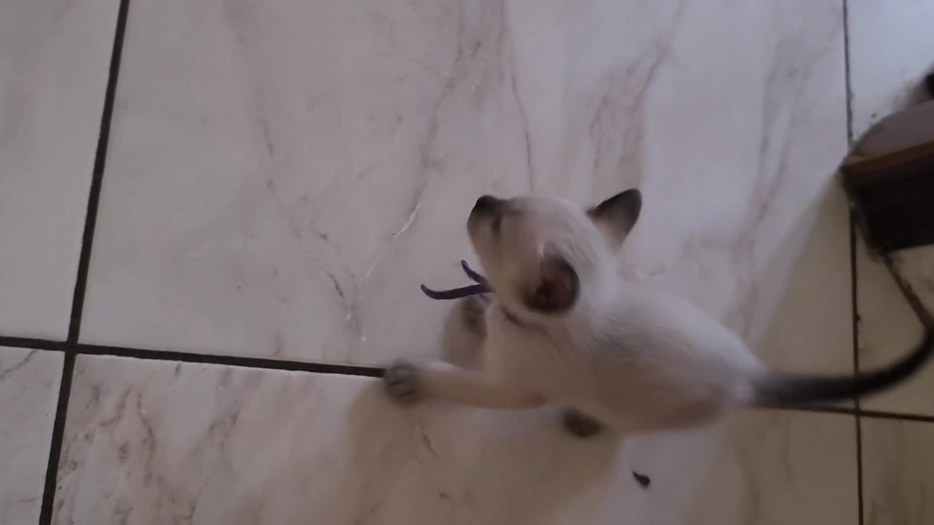 Thai gatti in vendita: Siamese tradizionale, Thai microchip Pedigree  - Video 2