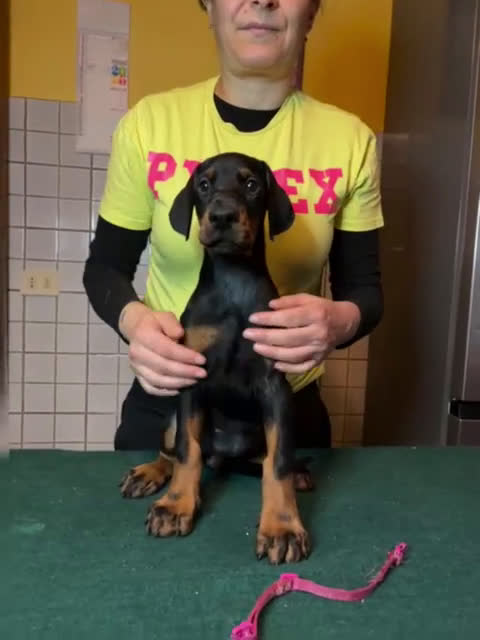 Dobermann cani in vendita: Cuccioli dobermann con pedigree  - Video 2