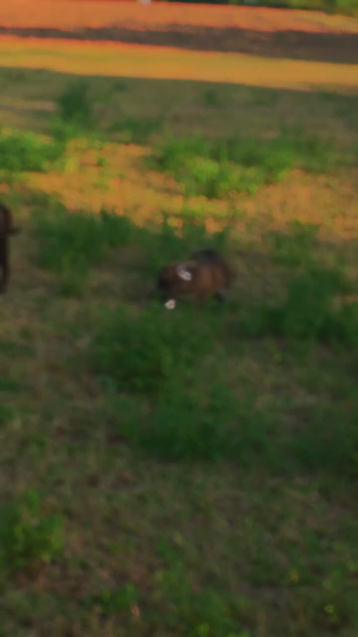 Meticcio cani in regalo: Regalasi mamma con cucciolo  - Video 1