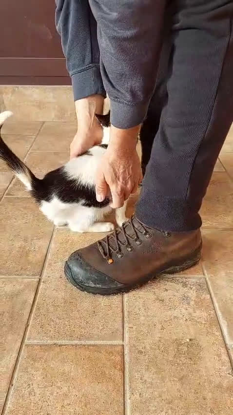 Europeo gatti in regalo: Gattina dolcissima 4 mesi - Video 1