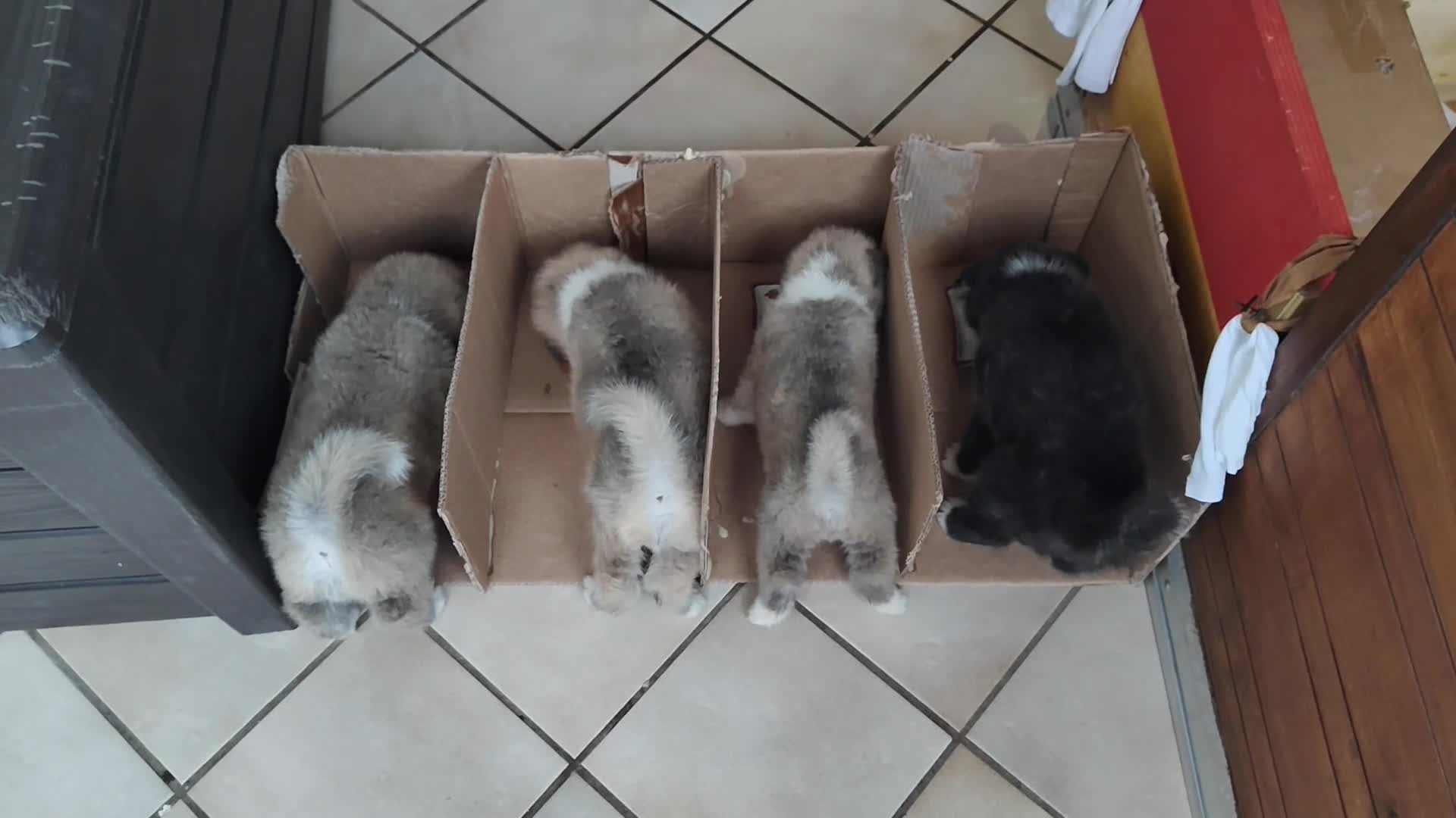 Akita Inu cani in vendita: Cuccioli di Akita giapponese  - Video 1
