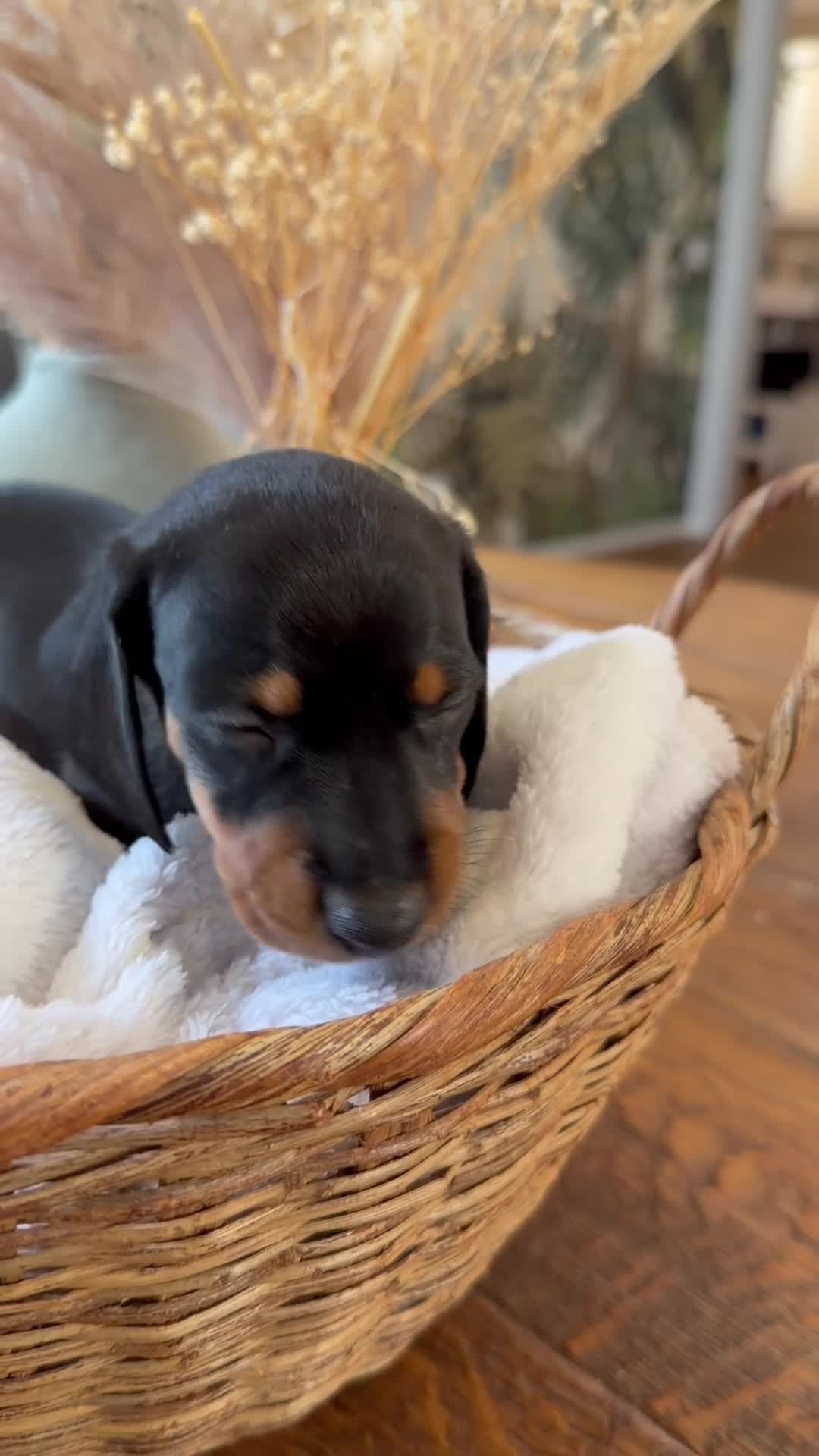 Bassotto cani in vendita: Cuccioli Bassotto Tedesco Standard Disponibili - Video 5