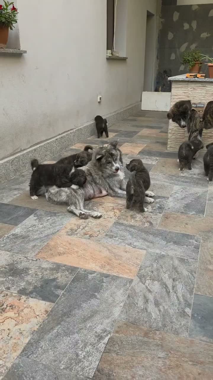 Akita Inu cani in vendita: Cuccioli di Akita Inu tigrate  - Video 3