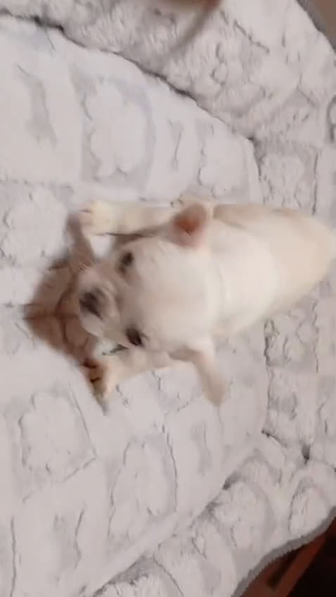 Bulldog Francese cani in vendita: Bulldog francese maschio crema - Video 2