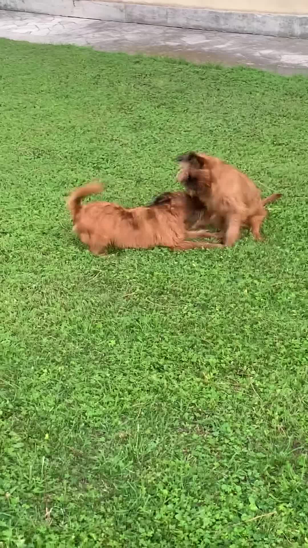 Griffone a Pelo Duro cani in vendita: Griffone di Bruxelles - maschio di 7 mesi dispon.  - Video 1