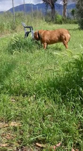 Meticcio cani in regalo: JOSEF bravo cicciotto! 25 kg - Video 1