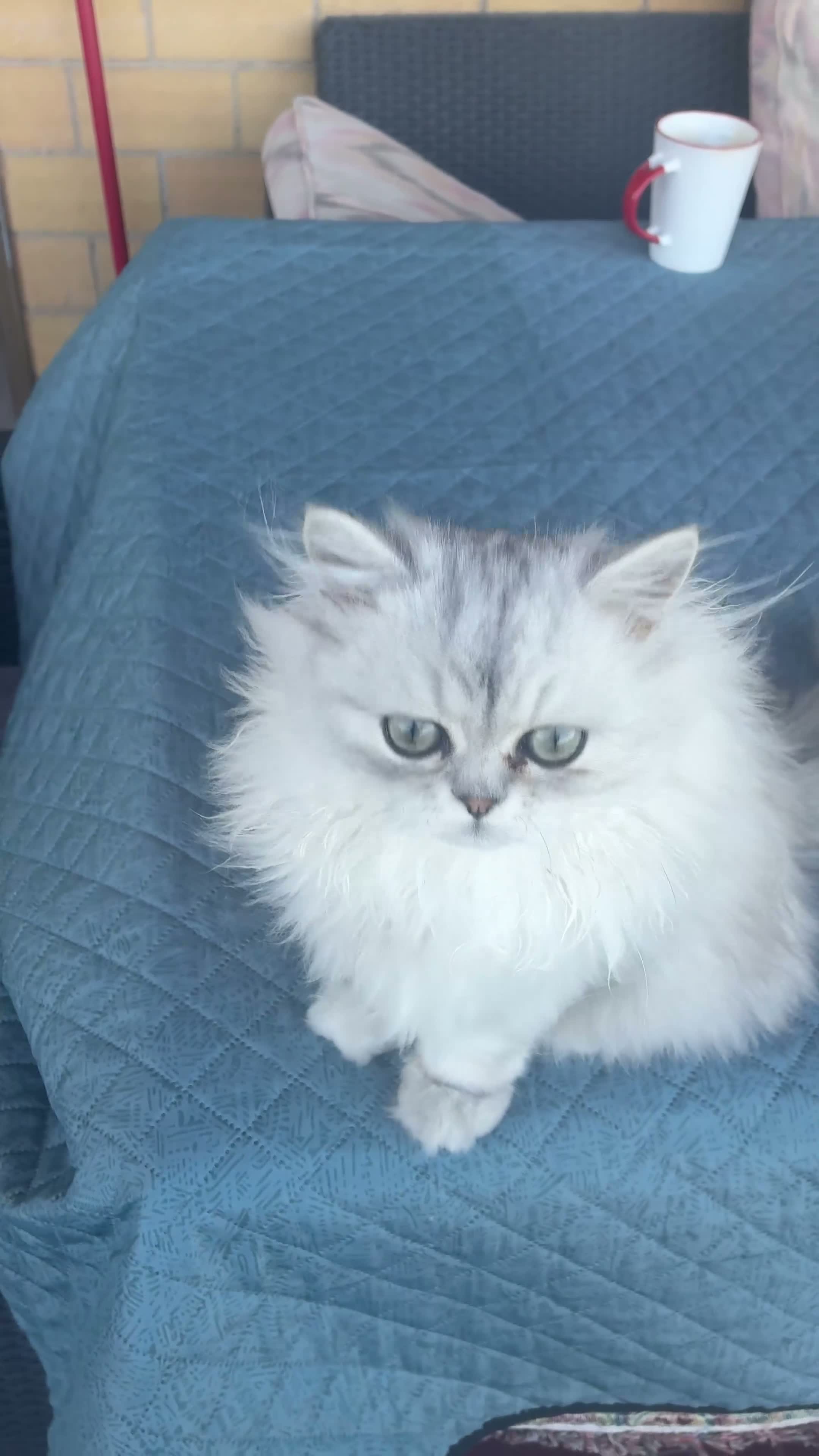 Persiano gatti in vendita: Persiano chinchilla  - Video 2