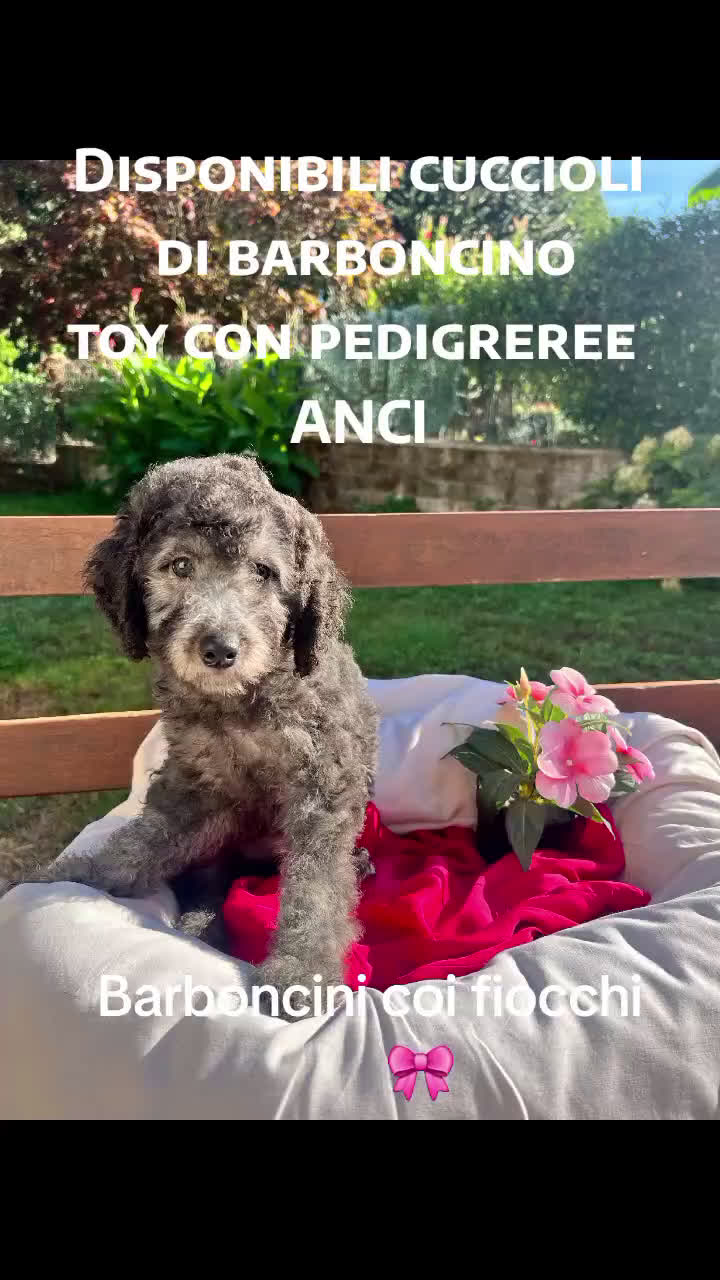 Barboncino cani in vendita: Barboncino  - Video 1