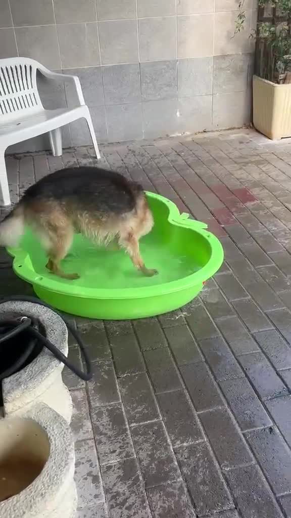 Meticcio cani in regalo: CICCILLO PASTORE TEDESCO - Video 3