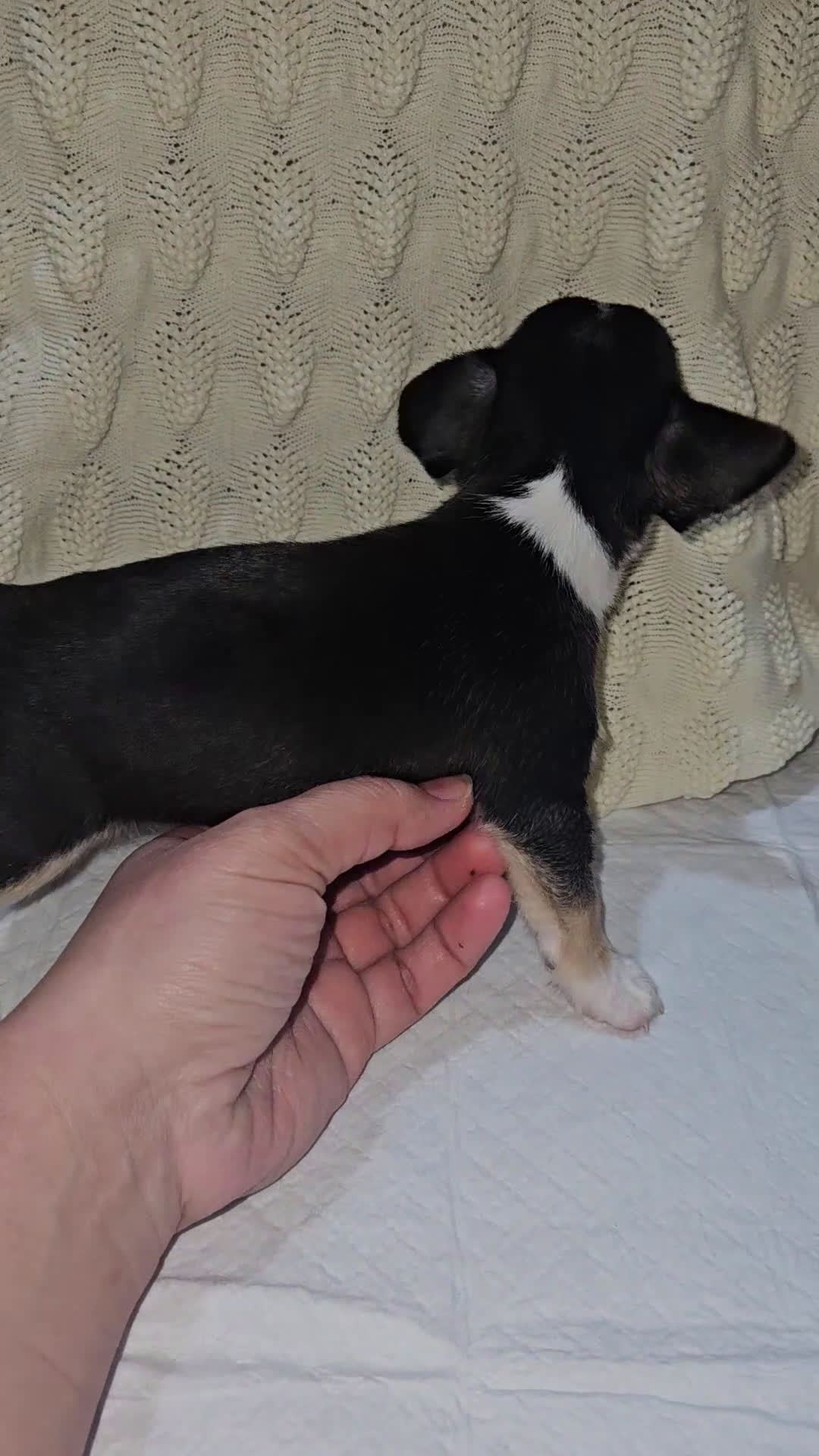 Chihuahua cani in vendita: Chihuahua mini - Video 1