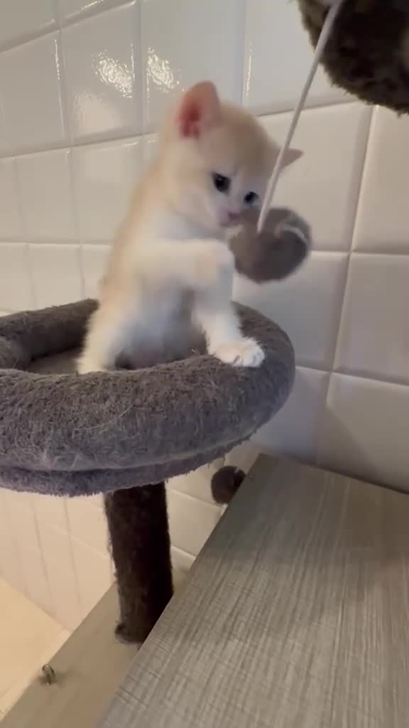 British gatti in vendita: British shorthair blue golden ay12 - Video 2