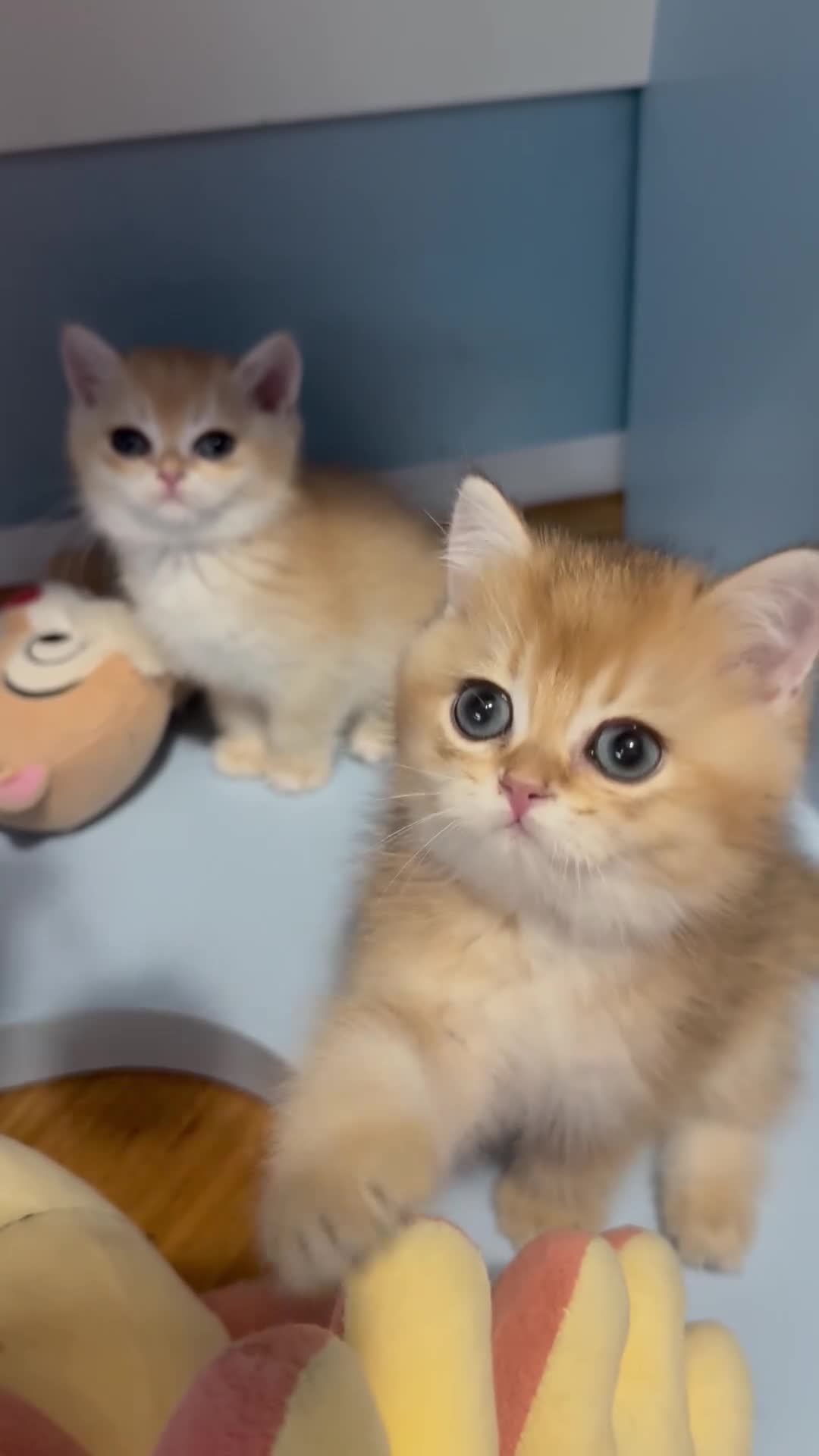 British gatti in vendita: British Golden  - Video 1