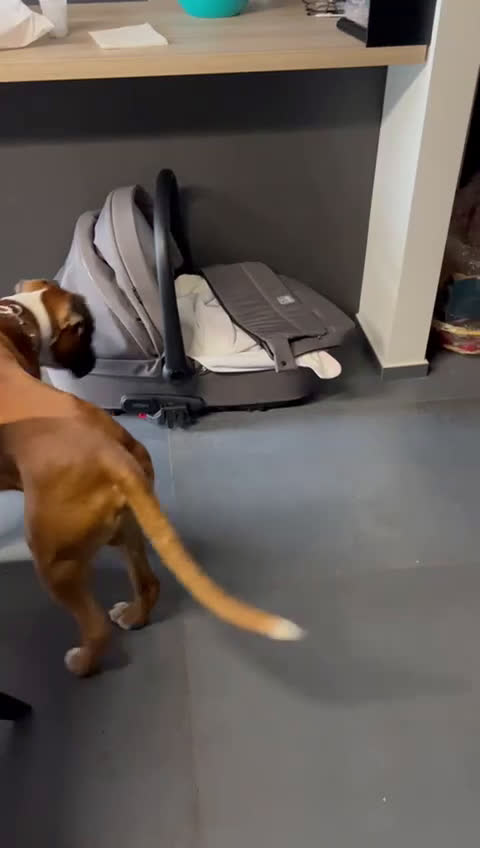 Boxer cani in regalo: Regalo Boxer a Città Metropolitana di Bari - Video 1
