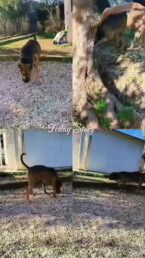 Meticcio cani in regalo: Bobby, semplicemente fantastico - Video 2