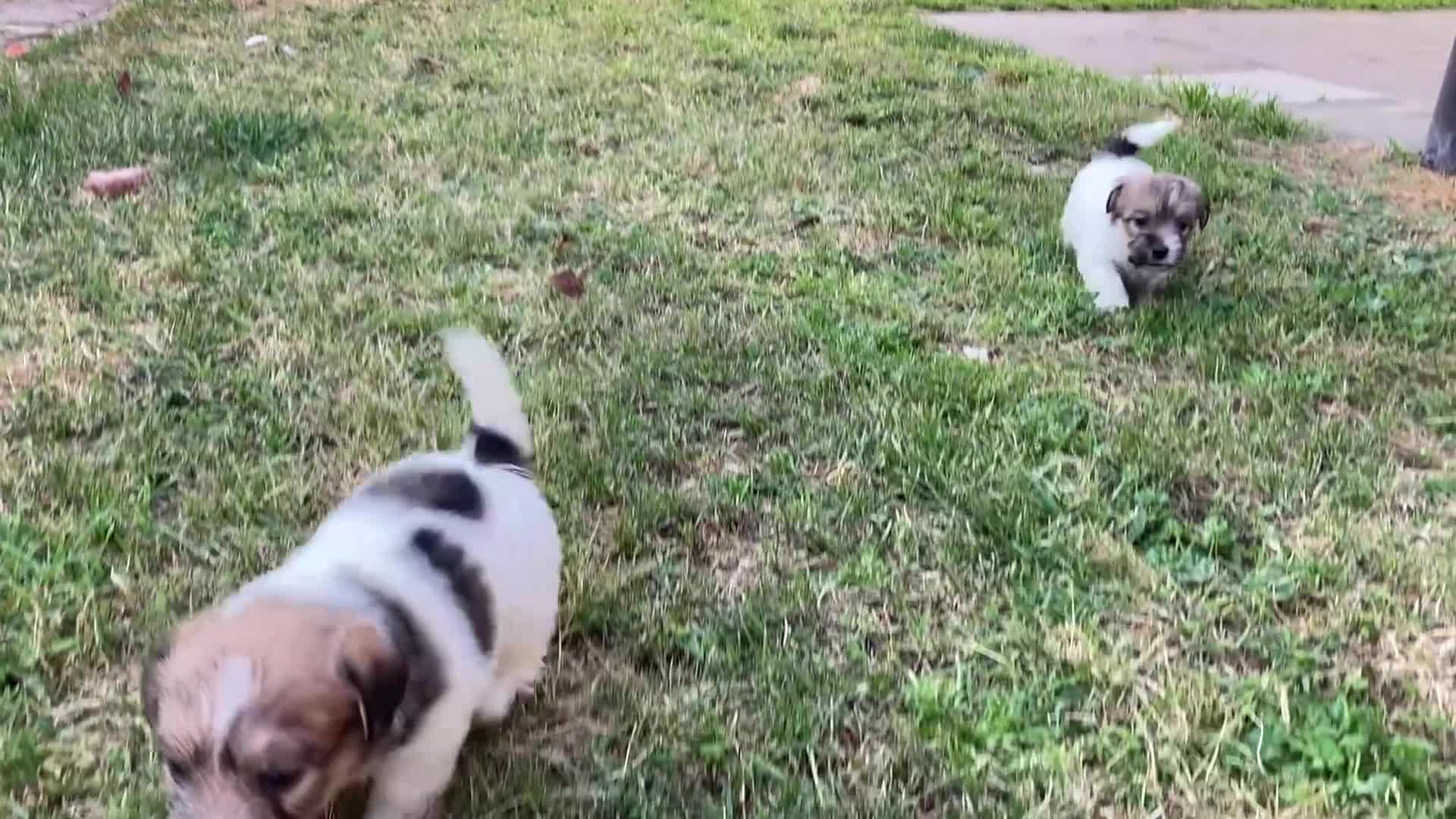 Jack Russell cani in vendita: Cucciola disponibile  a Città metropolitana di Milano - Video 1