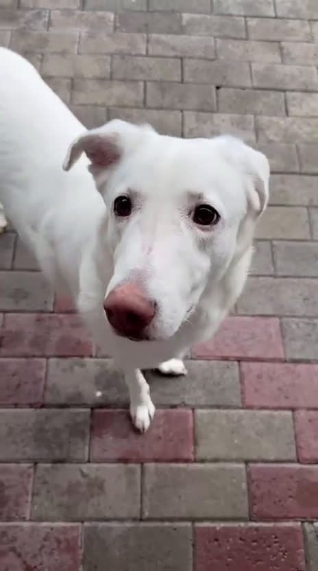 Meticcio cani in regalo: GENNA BELLISSIMA CAGNOLINA - Video 1